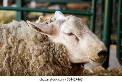 Big Furry Sheep Stall Stock Photo 534427468 | Shutterstock