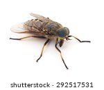Big gadfly isolated on a white background.