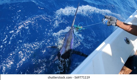 Big Game Fishing. Marlin On The Hook