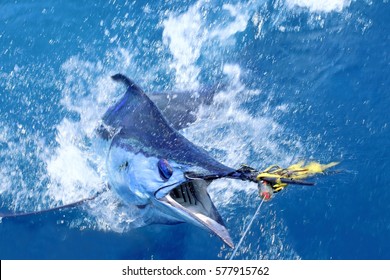 Big Game Fishing. Marlin On The Hook