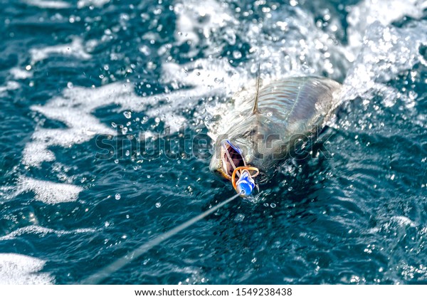 Big game fishing trolling on large ocean, sea\
fish. Wahoo, Kingfish, King Mackerel, Spanish Mackerel. Blue sea\
water and big fish on hook on fishing line. Sailing Yacht fishing\
near Phuket, Thailand