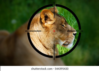 Big Game Hunting - Lioness In The Rifle Sight