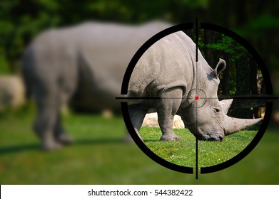 Big Game Hunting - White Rhino In The Rifle Sight