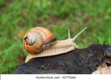 Big Garden Snail Climbing On Stump Stock Photo 52774366 | Shutterstock