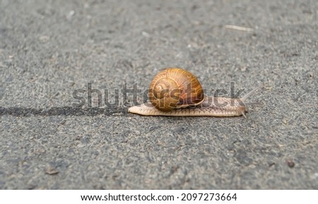Big garden snail in shell crawling on wet road hurry home, snail Helix consist of edible tasty food coiled shell to protect body, natural joy animal snail in shell from slime can make nourishing cream