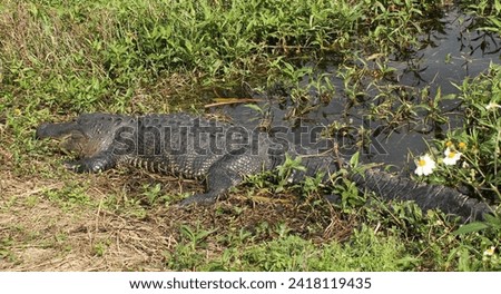 Big Gator hanging out in the swamp trying to warm his body in the sun.