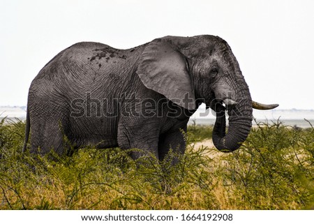 elephant in Aberdare National Park, Kenya