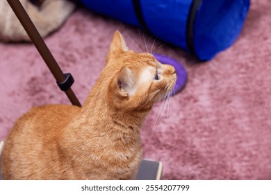 Big ginger cat close up portrait at home - Powered by Shutterstock