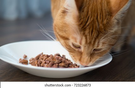 A Big Ginger Cat Eating Food