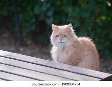 10,214 Cat wondering Stock Photos, Images & Photography | Shutterstock