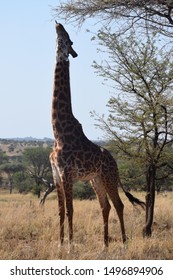 Big giraffe eating leaves from an Acacia tree in Serengeti National Park.