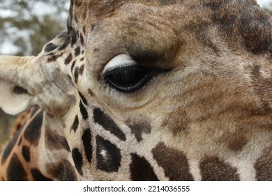 Big Giraffes Eye With Long Eye Lashes