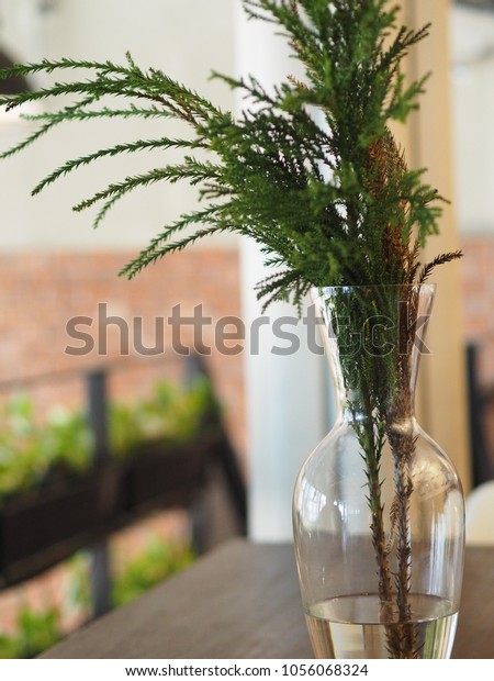 Big Glass Vase Coniferous Tree Indoor Stock Photo Edit Now