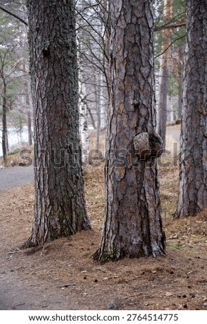 big gnarl in the pine tree