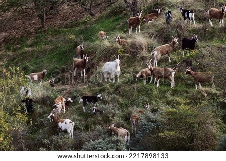 Big Goat Family On The Top Of The Hill. Brown Black White Goat. The White Leader In The Middle. 