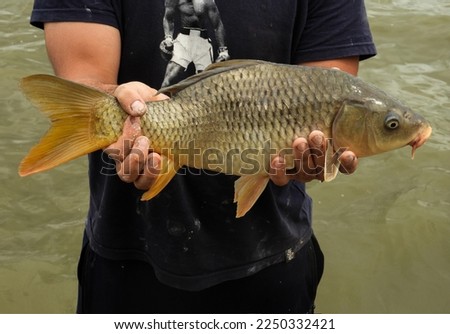 Big Gold Carp Cyprinidae Fish 