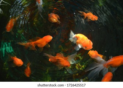 Big Gold Fish In Water 