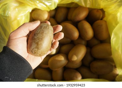 Big Gold Kiwi Fruit In South Korea