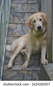 Big Golden Retriever Axl Rose 