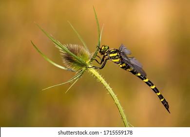 Big golden ringed dragonfly, cordulegaster boltonii, sitting on green plant with spikes in summer at sunset. Insect from side view in nature. Wildlife scenery.
