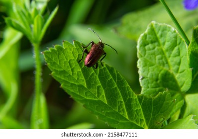 Big Golden-green Beetle Spanish Fly, Cantharis Lytta Vesicatoria. The Source Of The Terpenoid Cantharidin, A Toxic Blistering Agent Once Used As An Aphrodisiac.