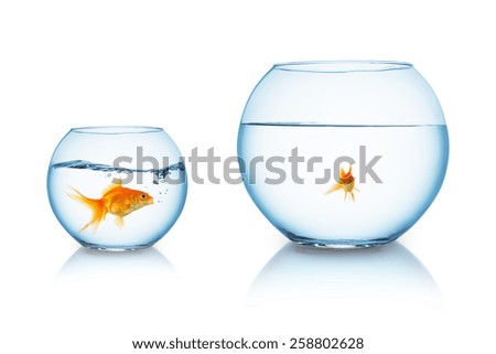 big goldfish is being bullied in a fishbowl