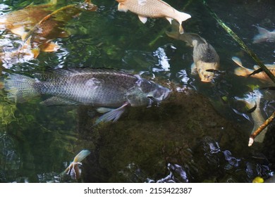 Big Goldfish Swimming Blue Lake Water Stock Photo 2153422387 | Shutterstock