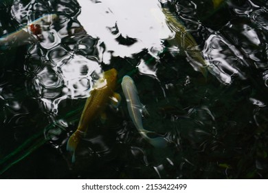 Big Goldfish Swimming In Blue Lake Water. Freshwater Carp Fish (Cyprinus Carpio) In Beautiful Blue Lake.        