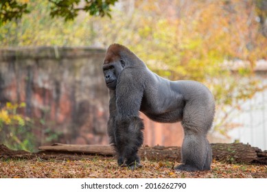 Big Gorilla In Atlanta Zoo