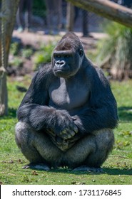 Big Gorilla Sitting In The Sun