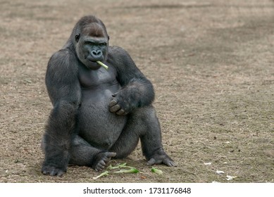 gorillas smoke and grill
