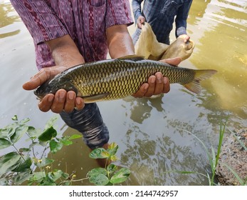 Big Grass Carp Fish In Hand Of A Fisher Man