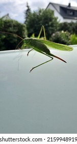 a big grasshopper on glass at balcony in a garden - Shutterstock ID 2159948919