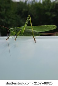 a big grasshopper on glass at balcony in a garden - Shutterstock ID 2159948925