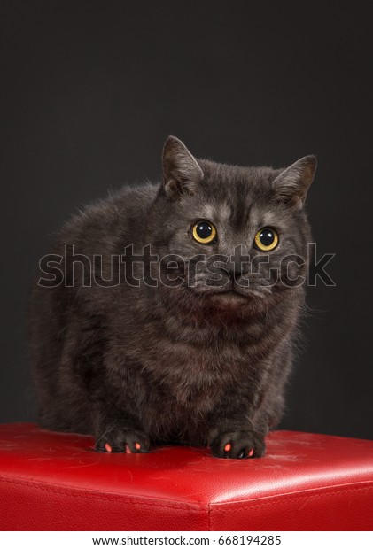 Big Gray Cat Breed British Shorthair Stock Photo Edit Now 668194285
