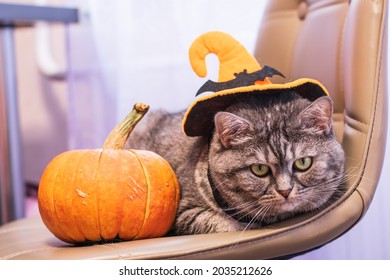 Big Gray Cat With Expressive Eyes Poses For Halloween. Mockup With Animals And Paraphernalia For All Saints Day