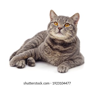 A Big Gray Cat Is Lying Isolated On A White Background.