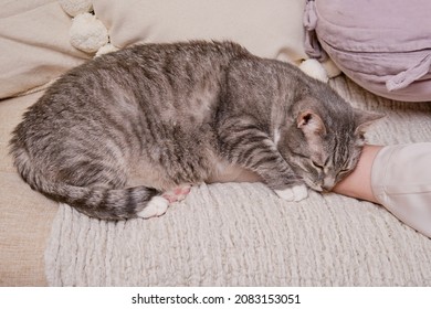 A Big Gray Cat Is Sleeping Snuggled Up To A Woman Leg