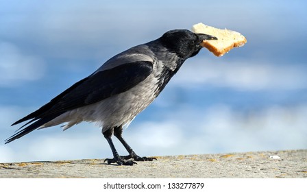 Big Gray Crow Sits Big Piece Stock Photo 133277879 | Shutterstock