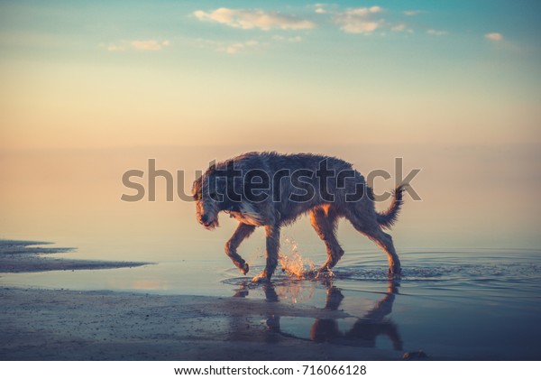 Big gray dog go in the water in the\
sunset light on the sky background. Irish\
Wolfhound