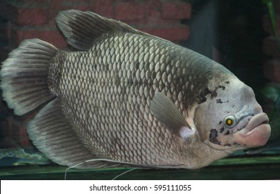 9,861 Big gray fish Images, Stock Photos & Vectors | Shutterstock