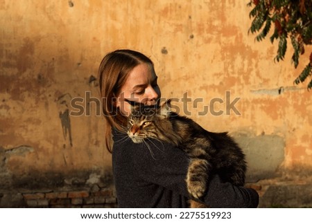 Big gray Maine Coon cat in the arms of a girl