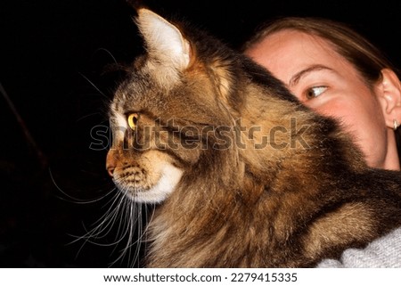 Big gray Maine Coon cat in the arms of a young girl