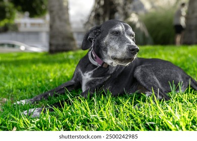 big gray senior dog lying on the grass at sunset

 - Powered by Shutterstock