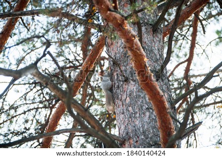 Big gray squirrel on the pine branhces in autumn day. Selective focus. 