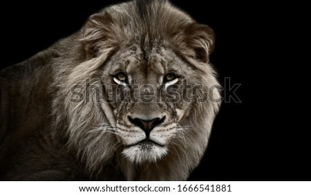 Big Great Dangerous Lion Cute Face 