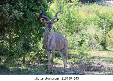 1,221 Greater kudu female Images, Stock Photos & Vectors | Shutterstock