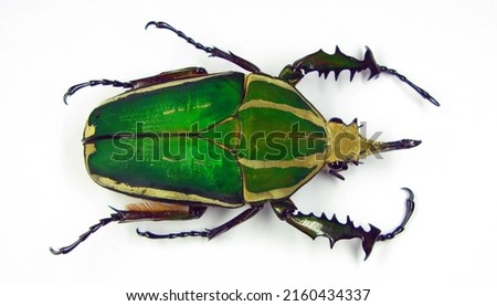 Big green african flower beetle Mecynorhina torquata close up isolated on white. Cetoniidae. Collection beetle. Coleoptera. Entomology