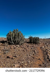 4,474 South African Desert Plant Images, Stock Photos, 3D objects ...