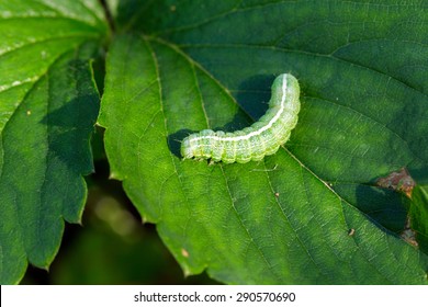 Big Green Caterpillar